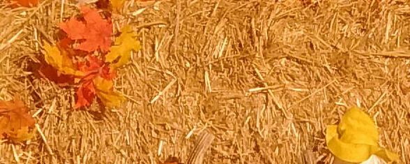 Hunting for Epstein-Barr Virus epithelial receptors - looking for a needle in a haystack